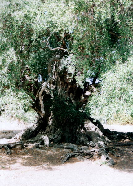 Olivastro Olea Silvestris